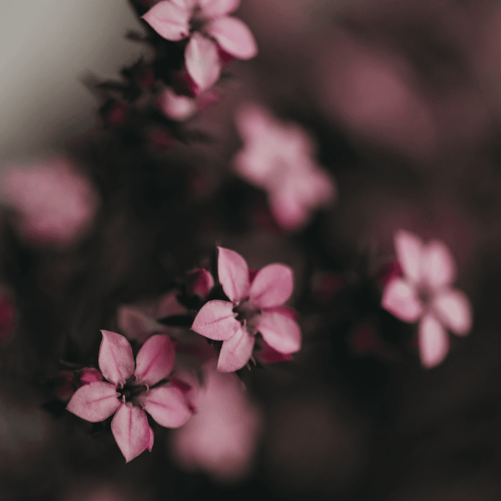 The scene is a close-up, detailed view of delicate pink blossoms against a blurred background.