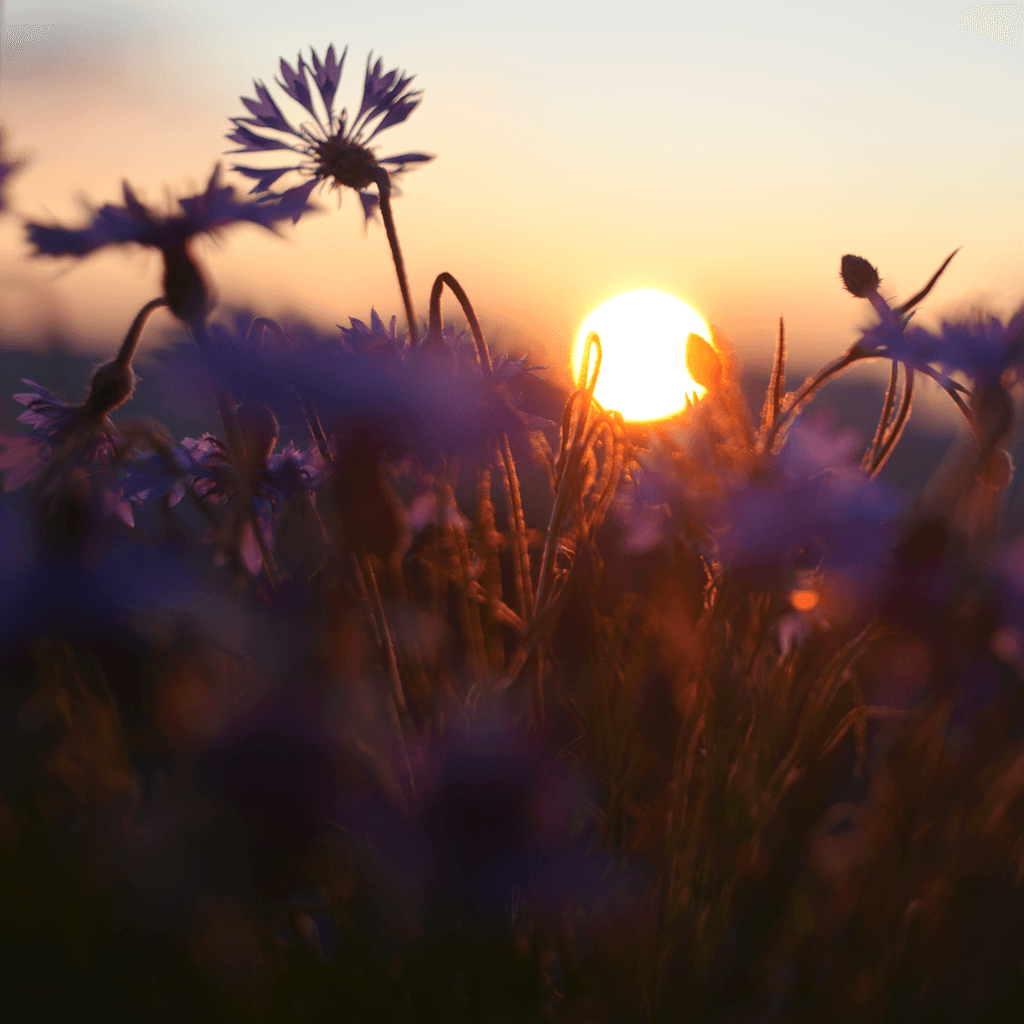 A low-angle, ground-level view captures a wildflower meadow at sunset, with the sun sitting as a bright, glowing orb just above the horizon, casting warm golden and orange light across the scene.