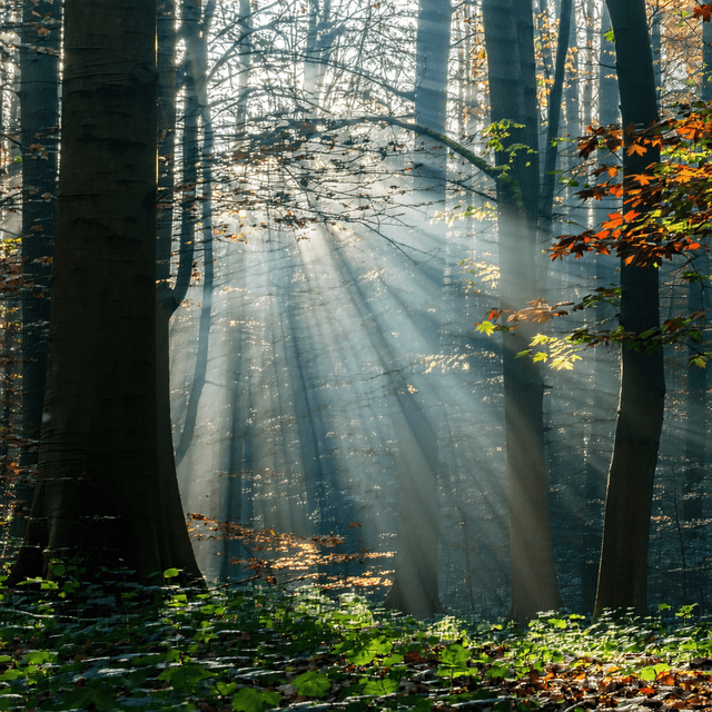 The scene is an outdoor setting, nestled in a dense forest.