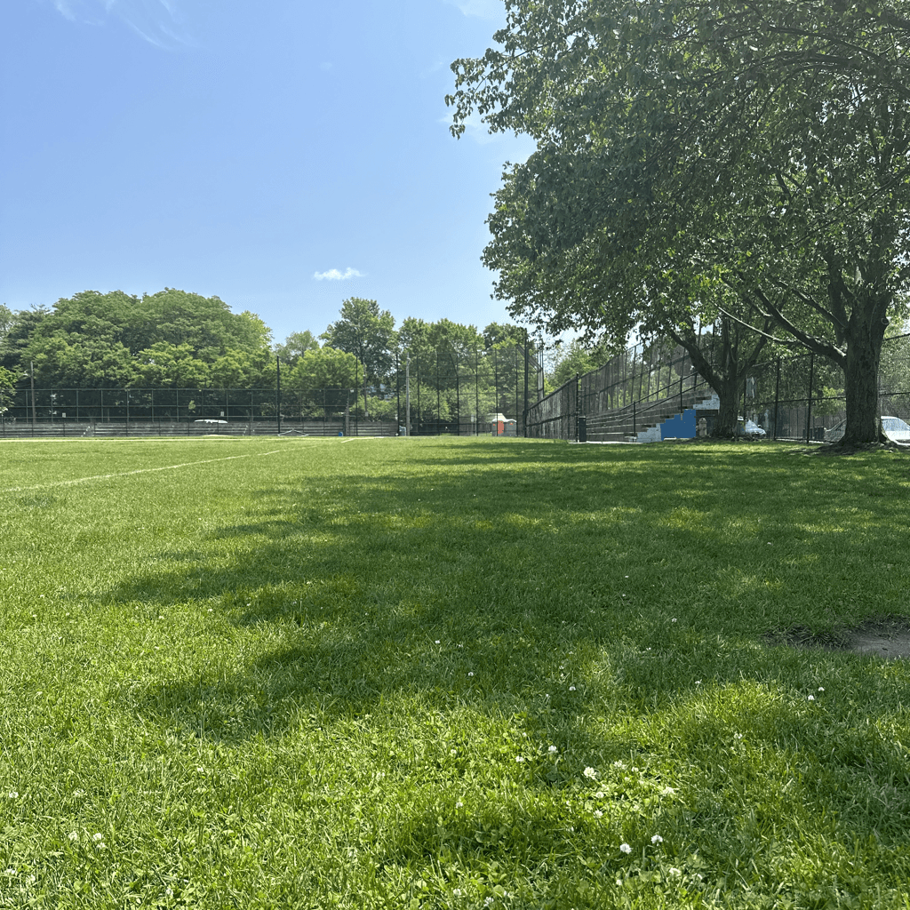 An expansive, sun-drenched grassy field dominates the foreground, its uneven green blades scattered with small white clover flowers near the bottom edge, dappled with soft tree shadows.