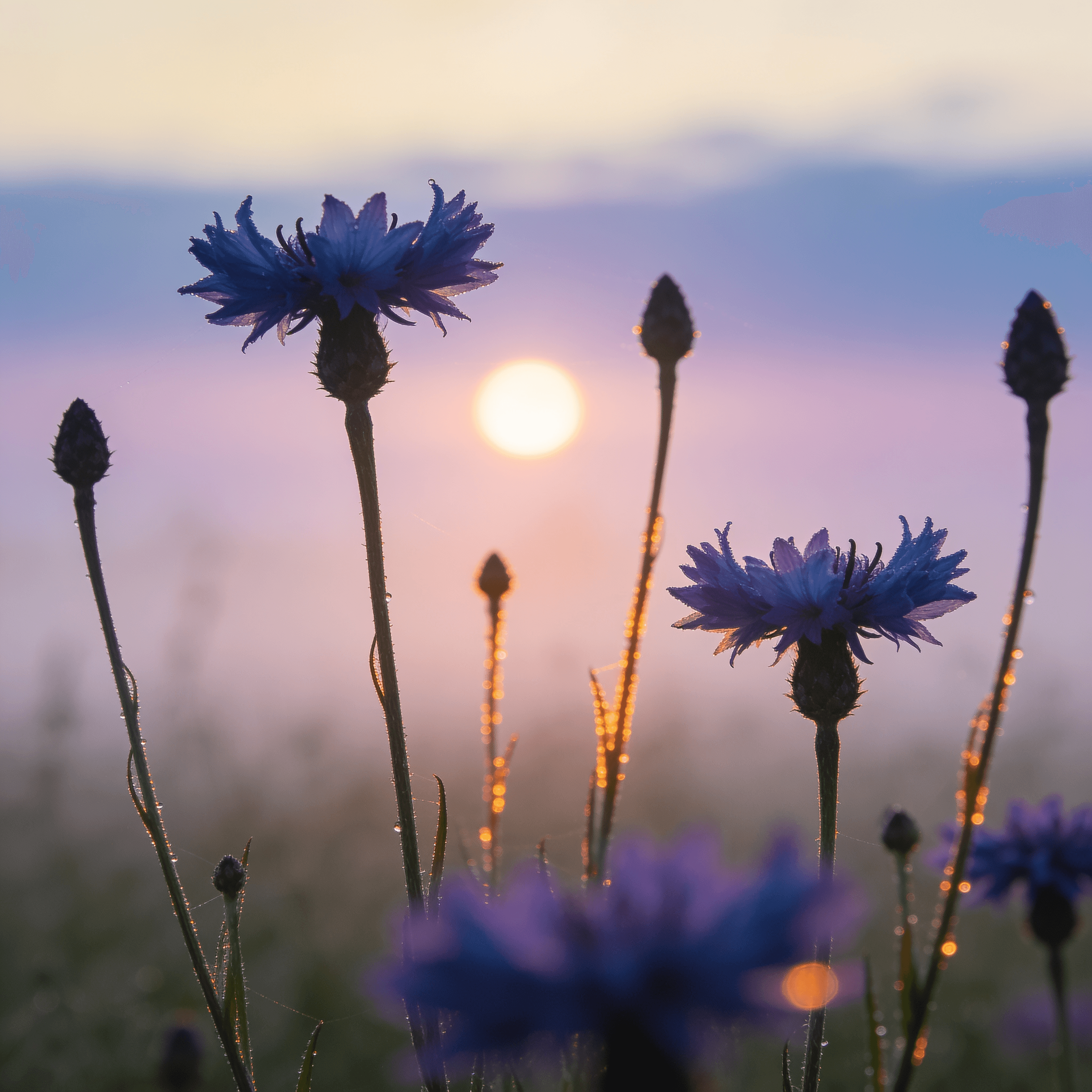 A low-angle, ground-level view captures a wildflower meadow at sunset, with the sun sitting as a bright, glowing orb just above the horizon, casting warm golden and orange light across the scene.